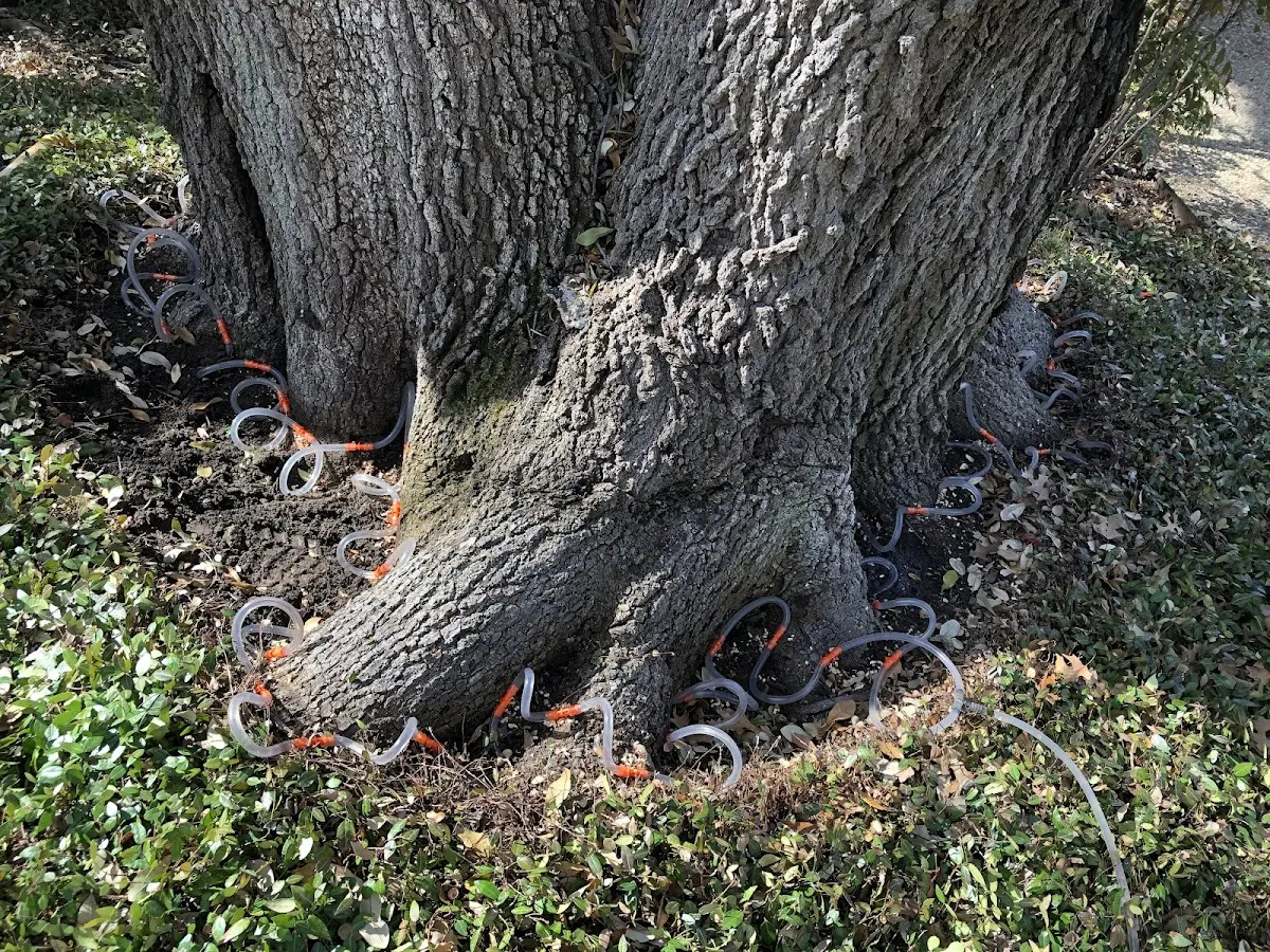 Detailed Tree Cabling and Bracing job site in Rio Grande