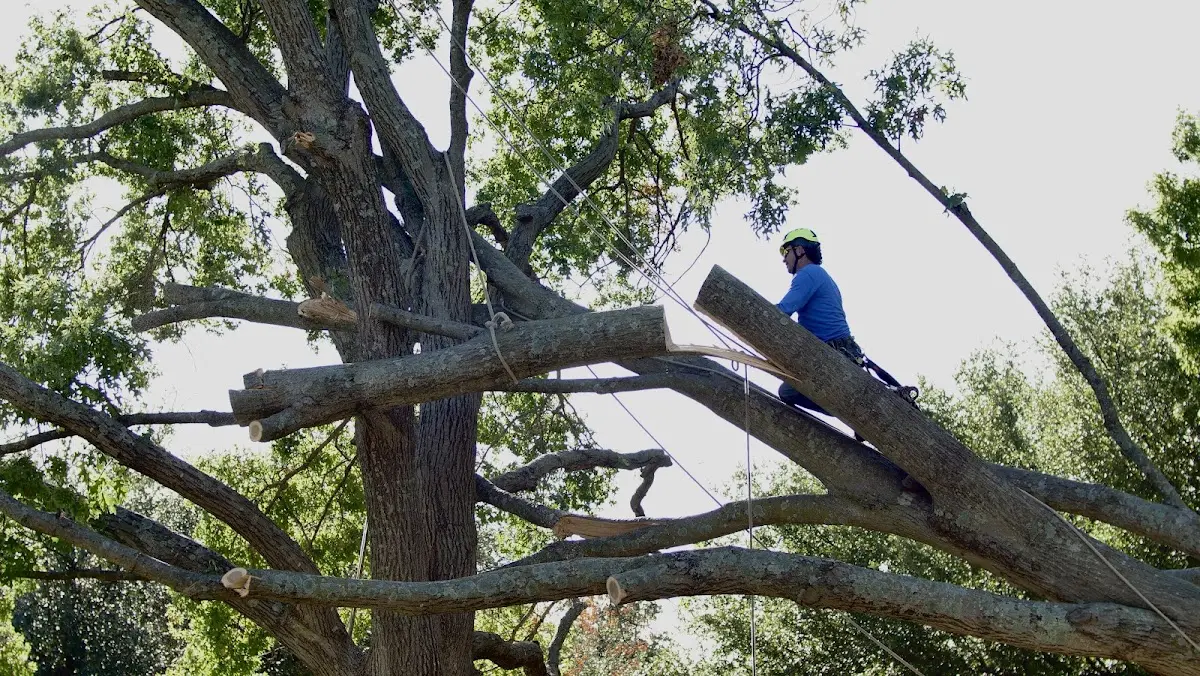 Professional Hazardous Tree Removal performed by certified arborists in Rio Grande