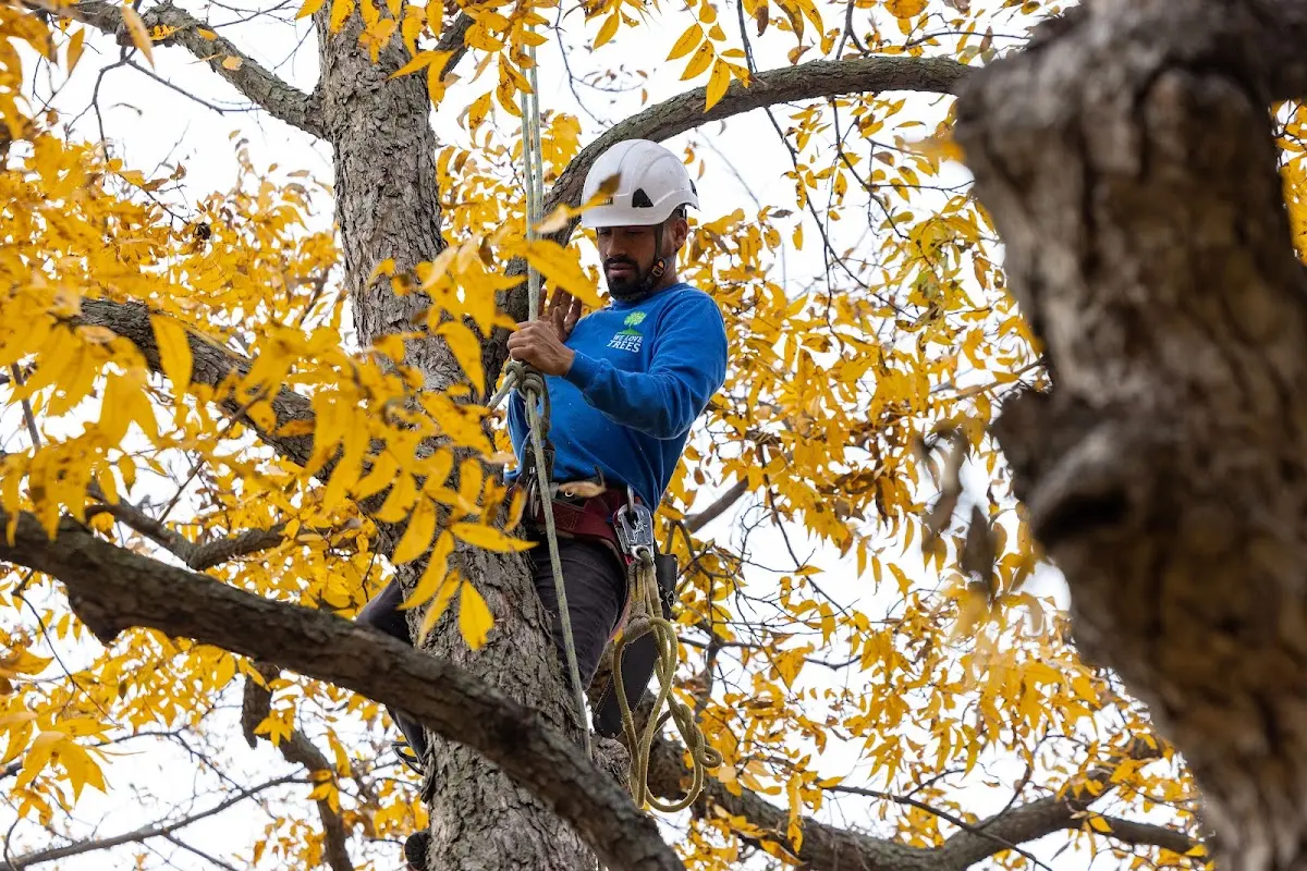 Skilled Tree Pruning crew working in Rio Grande